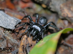 Sphodros niger