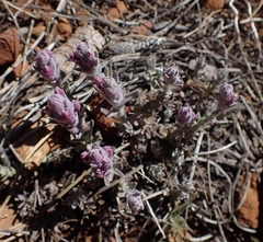 Castilleja schizotricha