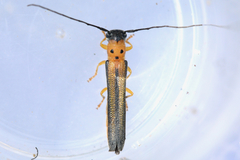 Oberea tripunctata