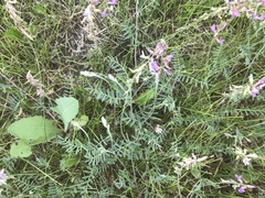 Astragalus flexuosus