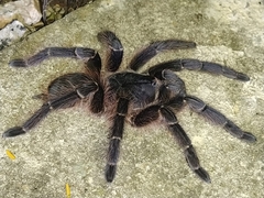Acanthoscurria paulensis