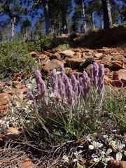 Castilleja schizotricha