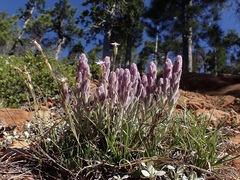 Castilleja schizotricha