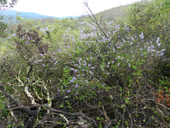 Ceanothus parryi