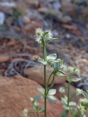 Galium serpenticum
