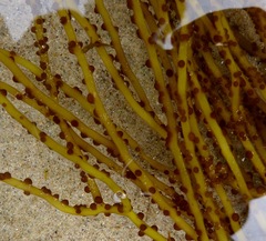 Sarcodiotheca