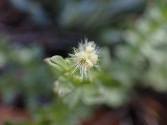 Galium serpenticum