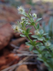 Galium serpenticum