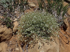 Sabulina nuttallii
