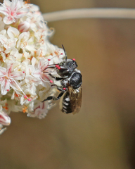 Megachile apicalis