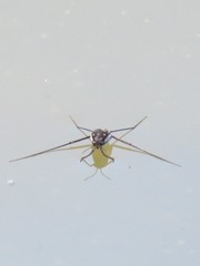 Trepobates subnitidus