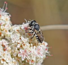 Megachile apicalis