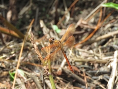 Libellula auripennis