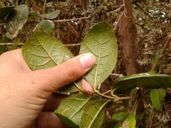 Citharexylum sulcatum