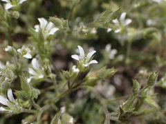 Sabulina nuttallii