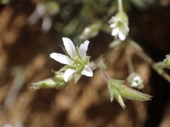 Sabulina nuttallii