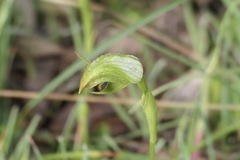 Pterostylis curta × nutans