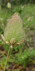 Geum triflorum