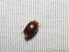 Laccophilus proximus