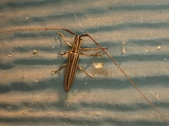 Hippopsis lemniscata