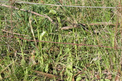 Pterostylis curta × nutans