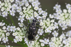 Toxoleptura vexatrix