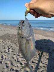 Caranx caninus