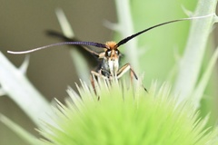 Nemophora cupriacella