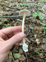 Amanita sinicoflava