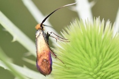 Nemophora cupriacella