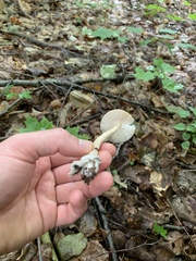 Amanita sinicoflava