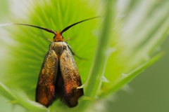 Nemophora cupriacella
