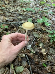 Amanita sinicoflava