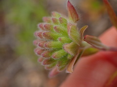 Monardella hypoleuca hypoleuca
