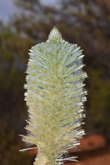 Ptilotus xerophilus