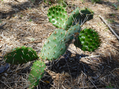 Opuntia cymochila