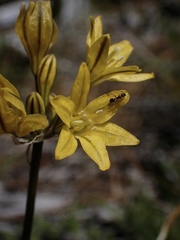 Triteleia crocea