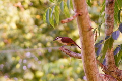 Campylorhynchus chiapensis