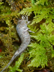 Petrobiinae
