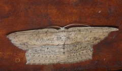Phalacra