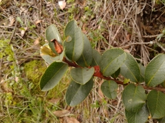 Symplocos theiformis