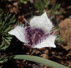 Calochortus elegans nanus