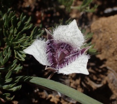 Calochortus elegans nanus