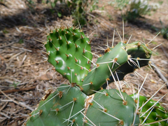 Opuntia cymochila