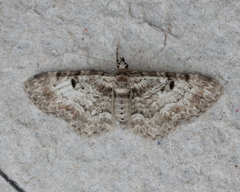 Eupithecia mutata