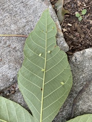 Caryomyia caryaecola