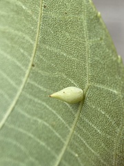 Caryomyia caryaecola