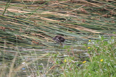 Gallinula galeata cachinnans