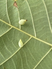 Caryomyia caryaecola