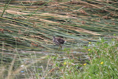 Gallinula galeata cachinnans